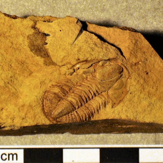 Fossiliensammler U.Lieven